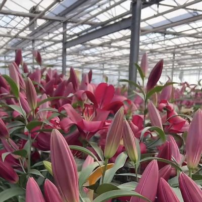 Multi Span Shading Screen System Glass Greenhouse Package Size 50.00cm * 60.00cm * 80.00cm