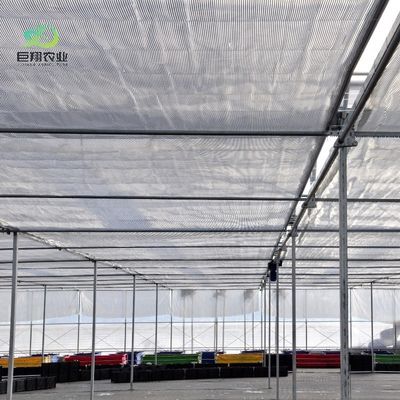 Customized Multi-Span Film Greenhouse for Hydroponic Tomatoes/Cucumbers/Peppers/Strawberries