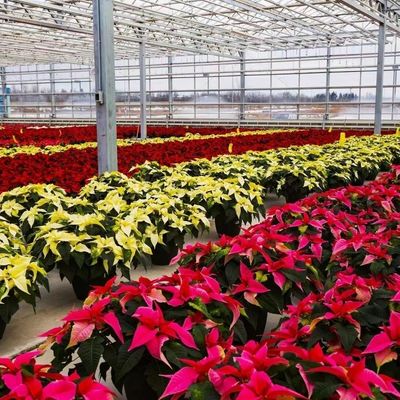 Single Layer Glass Greenhouse for Horticulture Customized to Your Requirements