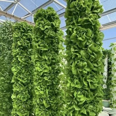 Chinese Origin Glass Greenhouse Canopy for Flowers 30-Day Return 100.000kg Gross Weight