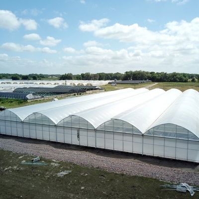 8m 9.6m 12m Customized Span Film Plastic Agriculture with Hydroponics Growing System