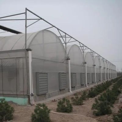 Hydroponics Irrigation System for Strawberry/Flowers/Vegetables Multi-Span Frame Steel Galvanized Plastic Greenhouse