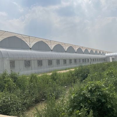 Hydroponics Irrigation System for Strawberry/Flowers/Vegetables Multi-Span Frame Steel Galvanized Plastic Greenhouse