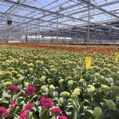 US Currency Glass Greenhouse for Growing Plants 100.000kg Package Gross Weight