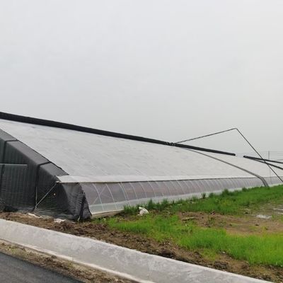 Hot-DIP Galvanized Steel Pipe Structure Multi-Span Greenhouse for Hydroponic System and Various Crops