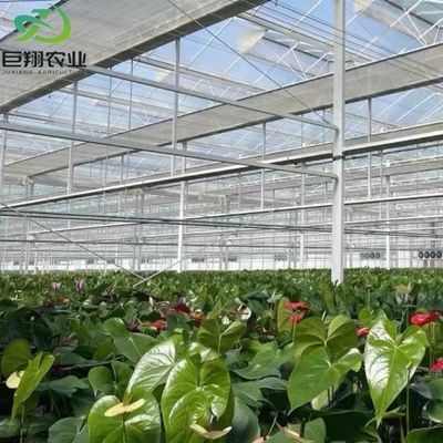 Sunlight Greenhouse Multispan Hydroponics Plastic Film Greenhouse for Commercial Farm