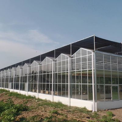 Sunlight Greenhouse Multispan Hydroponics Plastic Film Greenhouse for Commercial Farm