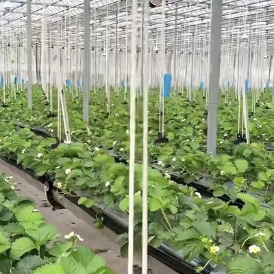 Large Glass Greenhouse Shelter for Sustainable Growth US 20/Square Meter Large Size