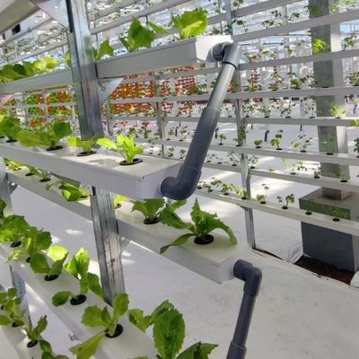 Large Glass Greenhouse Shelter for Sustainable Growth US 20/Square Meter Large Size