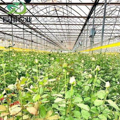 Multispan Hydroponics Plastic Film Agricultural Greenhouse for Commercial Farm Made