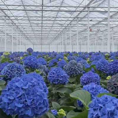 Customized Floral Glass Greenhouse for Cultivating Blooms Roofing Shape a Type Roof