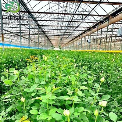 Multispan Hydroponics Plastic Film Agricultural Greenhouse for Commercial Farm Made