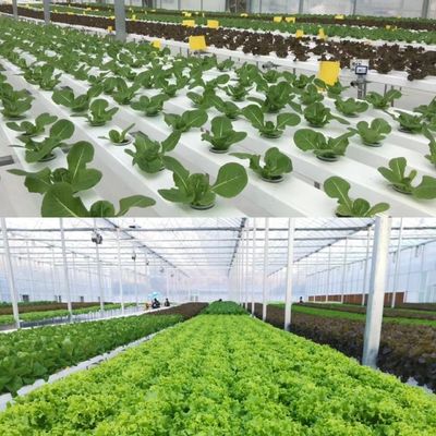 Building Materials Steel Structure Large Size Horticulture Greenhouse with Glass Roof
