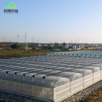 PE Roof Greenhouse for Vegetable Tomato Cucumber Straberry Versatile and Customizable