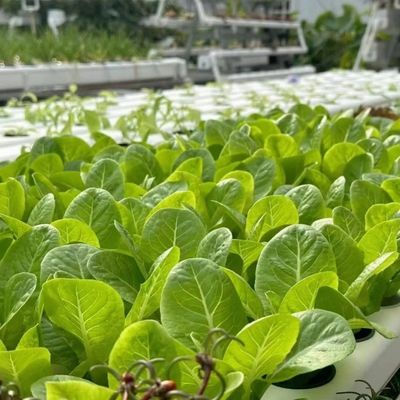 Double Layer Greenhouse Canopy with Good Light Transmission and Multi Span Function