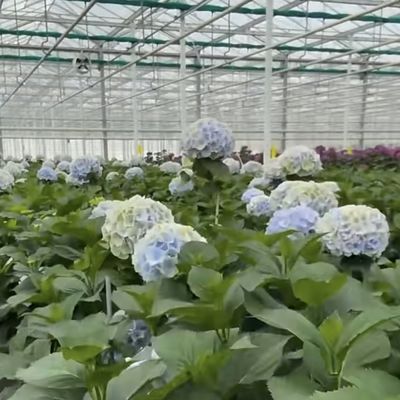 JX-A00133 Blossom Haven with Glass Greenhouse Shipping Cost and Estimated Delivery Time