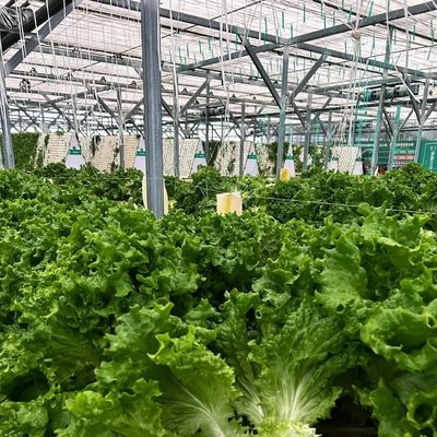 Competitive Initial Payment Greenhouse for Botanical Oasis Enclosure a Type Roof