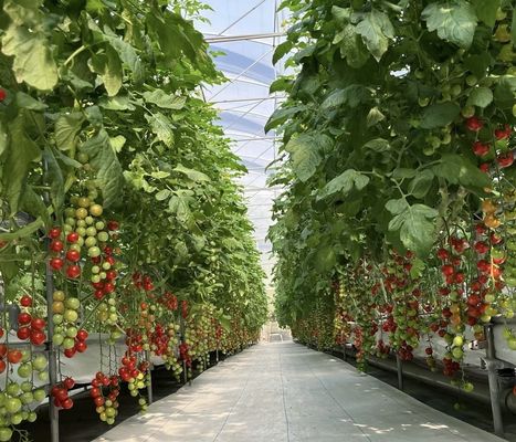 Competitive Initial Payment Greenhouse for Botanical Oasis Enclosure a Type Roof