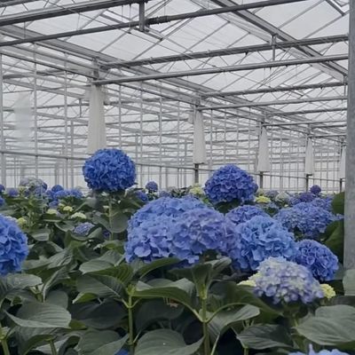 Competitive Initial Payment Greenhouse for Botanical Oasis Enclosure a Type Roof