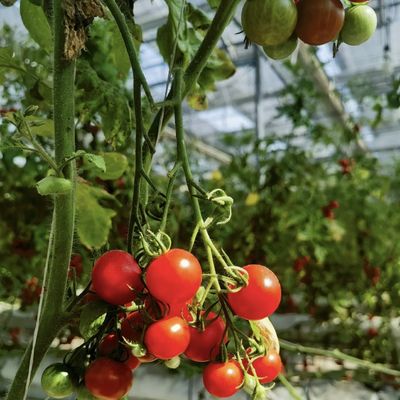 Greenhouse with Good Light Transmission Package Size 50.00cm * 60.00cm * 80.00cm