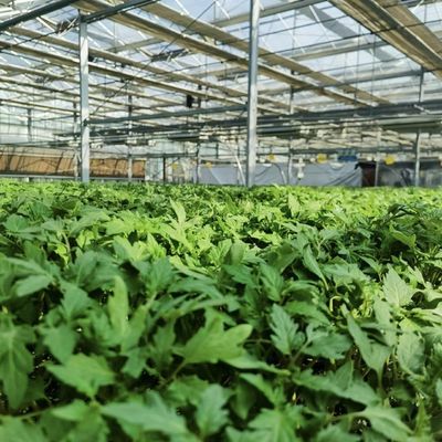 Hollow Roof Hydroponic Greenhouse for Flower Cultivation Shipping Cost and Samples