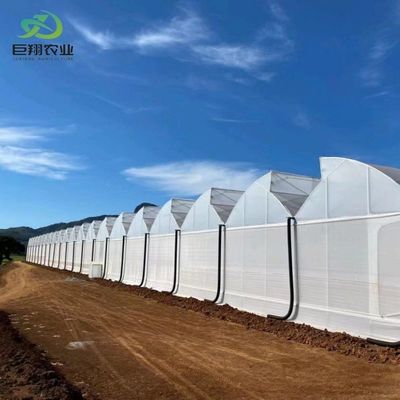 Multi-Span/Single Span Greenhouse for Tomato Strawberry Plastic Film/Glass/Polycarbonate