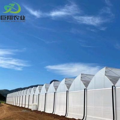 Multi-Span/Single Span Greenhouse for Tomato Strawberry Plastic Film/Glass/Polycarbonate