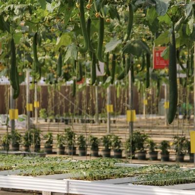 Package Gross Weight 100.000kg Single Glass Greenhouse with Drip Irrigation and Float