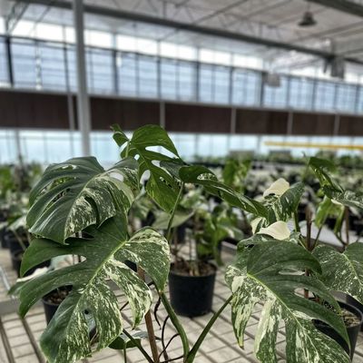 Package Gross Weight 100.000kg Single Glass Greenhouse with Drip Irrigation and Float
