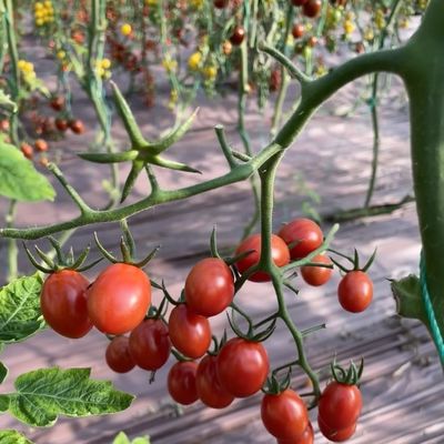 Package Gross Weight 100.000kg Single Glass Greenhouse with Drip Irrigation and Float