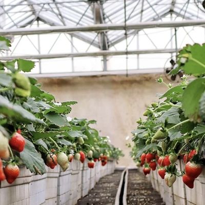 Versatile and Customizable Drip Irrigation Glass Greenhouse for Flower Growing