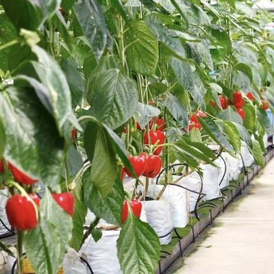 Large Greenhouse Hydroponic System with and Performance Package Gross Weight 100.000kg