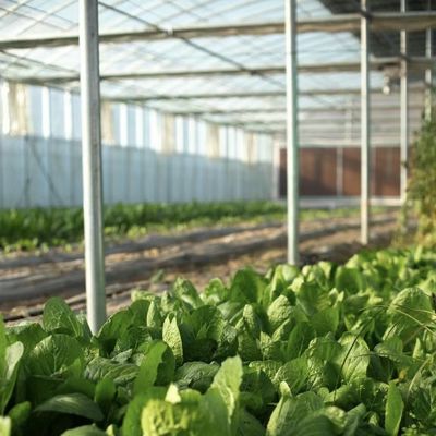 Large Greenhouse Hydroponic System with and Performance Package Gross Weight 100.000kg