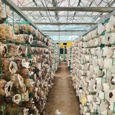 Large Greenhouse Hydroponic System with and Performance Package Gross Weight 100.000kg