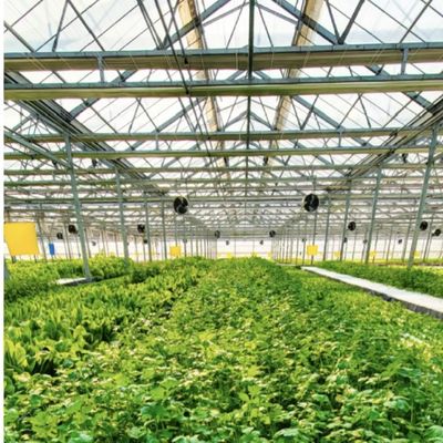 Hydroponic Glass Greenhouse for Flower Cultivation 30-Day Return Refunds a Type Roof