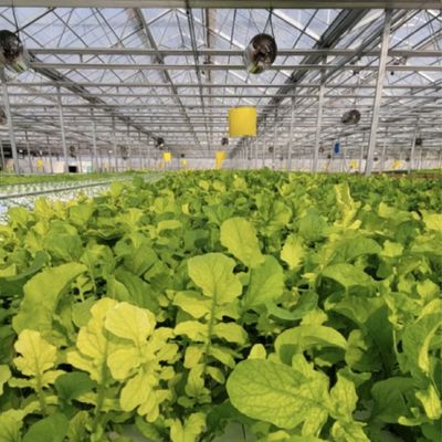 Return refunds Double Layer Drip Irrigation Glass Greenhouse for Flower Cultivation