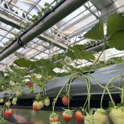 Customized Request Glass Greenhouse with Flower System and Customized Roofing Shape