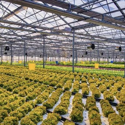 Customized Request Glass Greenhouse with Flower System and Customized Roofing Shape