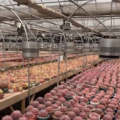 Glass Greenhouse Hydroponics System for Flower Growing a Type Roof Customized Request