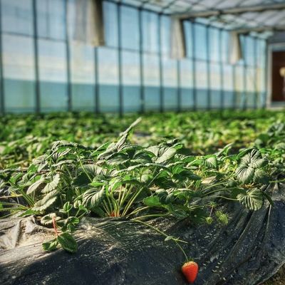 Hydroponic Flower System in Steel Structure Float Glass Greenhouse with Customization