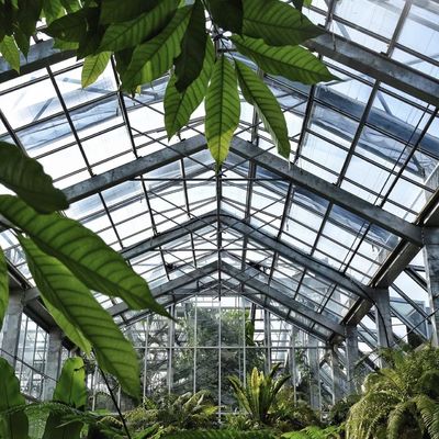 Hydroponic Flower System in Steel Structure Float Glass Greenhouse with Customization