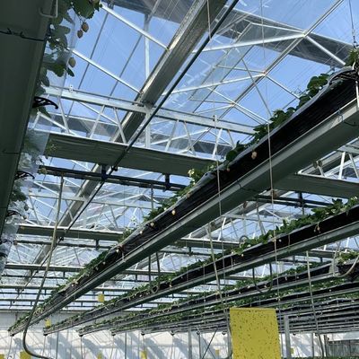 Hydroponic Flower System in Steel Structure Float Glass Greenhouse with Customization