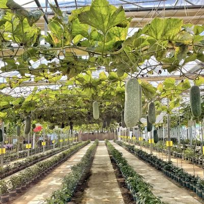 Hydroponic Flower System in Steel Structure Float Glass Greenhouse with Customization
