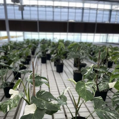 Commercial Greenhouse Customized a-Type Hydroponic for Flower Cultivation and Farming