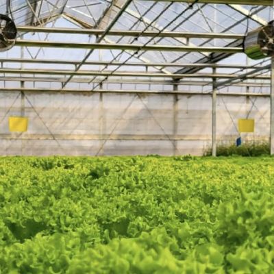 Commercial Greenhouse Customized a-Type Hydroponic for Flower Cultivation and Farming