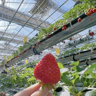 Large Steel Structure Drip Irrigation Glass Greenhouse for Flowers and Vegetables