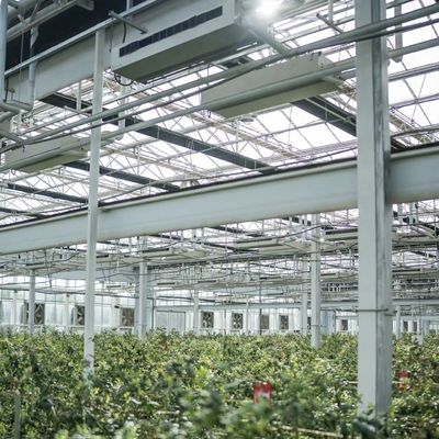 Large Steel Structure Drip Irrigation Glass Greenhouse for Flowers and Vegetables