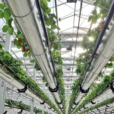 Double Layer Affordable Glass Greenhouse US 20/Square Meter Hydroponic Flower System