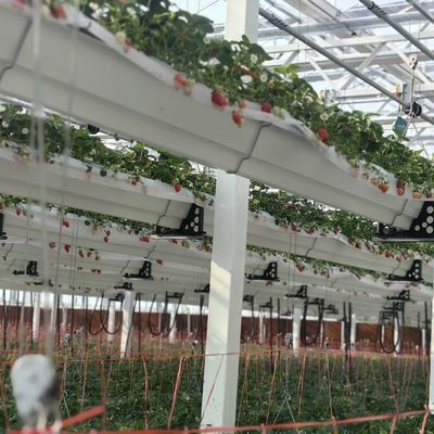 Steel Structure Glass Greenhouse for Flower Strong and Sturdy Construction