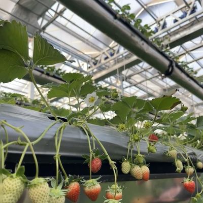 Steel Structure Chinese Origin Hydroponic Glass Greenhouse for Building Materials